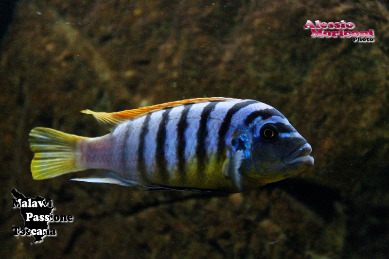 Maylandia fainzilberi 'Lundo Island'